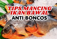 Tips Mancing Bawal Anti Boncos